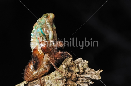 Cicada shedding skin at night