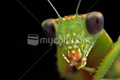 Female New Zealand Praying Mantis (Orthodera novaezealandiae)