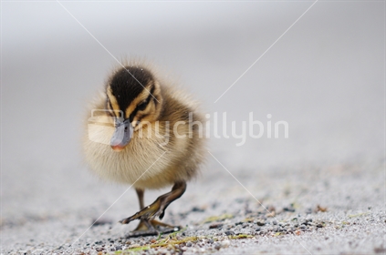 Small duckling walking. 