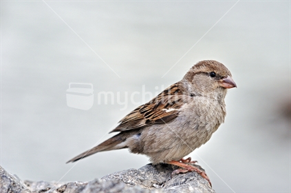 Female house sparrow, in New Zealand.