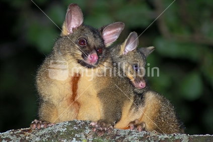 Female brush tail possum, with young on her back.