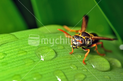 Female paper wasp, on a leaf in New Zealand.