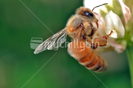 Honey bee with huge pollen sac.
