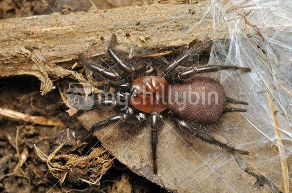 Female back tunnel web spider