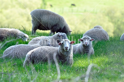 Sheep resting in a New Zealand paddock.