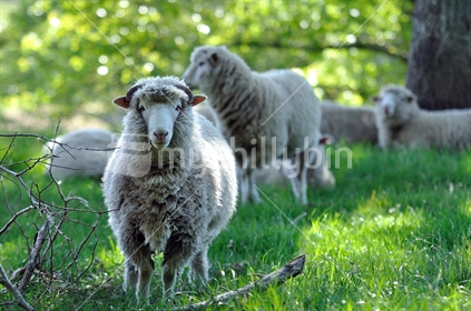 Sheep in a New Zealand paddock, under trees.