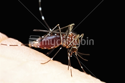 Mosquito on an arm