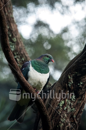 kereru (New Zealand pigeon)