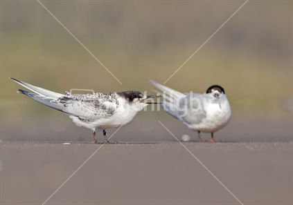 A Pair of Terns (focus left bird)