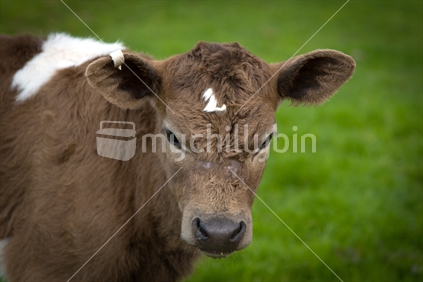 Brown Cow; White Tuft