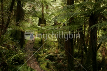 West Coast Rainforest Walk; New Zealand