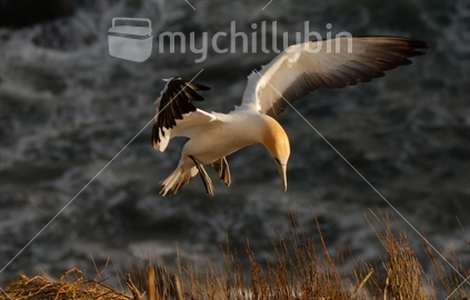 A gannet comes in for landing on the cliffs above Muriwai Beach.