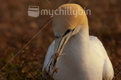 A gannet chooses some nesting material on the cliffs above Muriwai Beach.