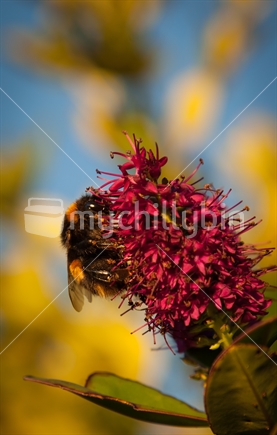 Bumblebee gathering pollen, at Karaka Point.