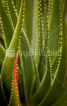 Aloe Shapes, Botanic Gardens, Wellington