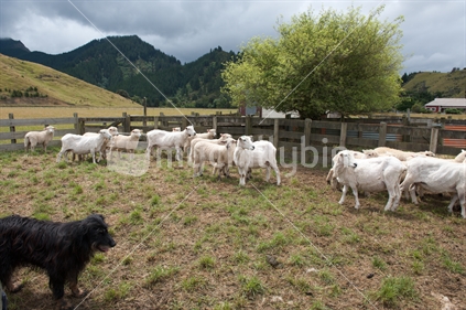 A sheep dog splitting the flock