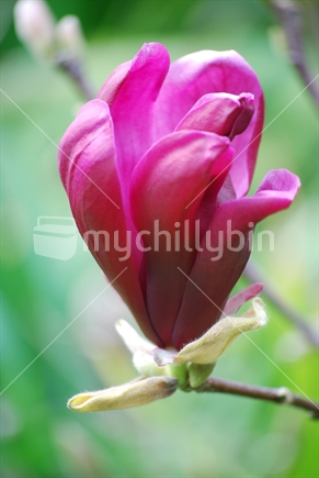 Single magnolia flower