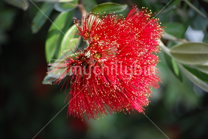 Pohutukawa bloom; on native New Zealand tree.