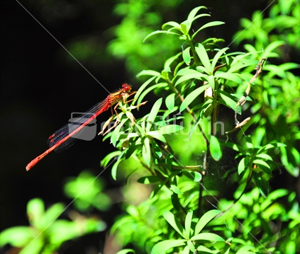 A Dragonfly on leaves in the bush, on the shore of Lake Rotorua, New Zealand