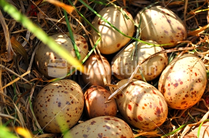 Pukeko eggs in the wild; Shakespear Park, Auckland, New Zealand