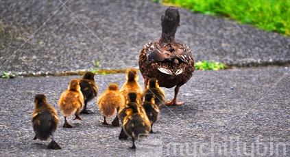 Mother duck taking her 9 ducklings for an urban stroll, Auckland, New Zeland