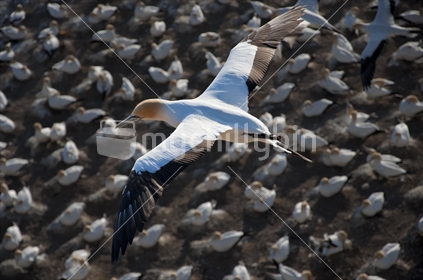Sole gannet flying over the colony, at Muriwai Beach, Auckland, New Zealand
