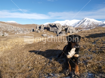 Sheep dog in the mountains