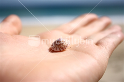 Holding out a treasured shell at Spirits Bay, Northland, New Zealand
