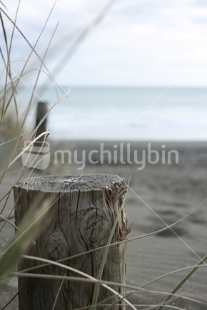 Stump at Piha Beach