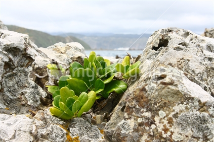 Plant in the rocks at Lyall Bay