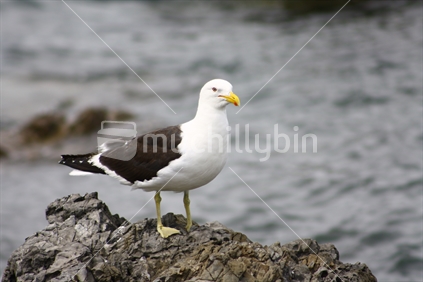 Seagull on the rocks