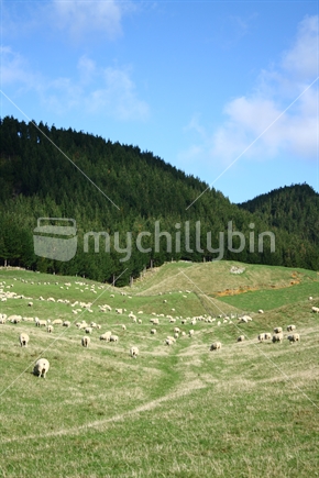Sheep Farm 