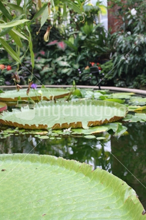 Lily Pond at Auckland Botanical Gardens