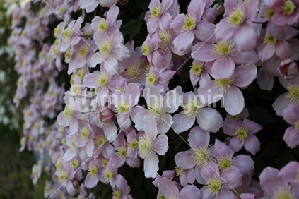 Clematis Flowers in Reefton