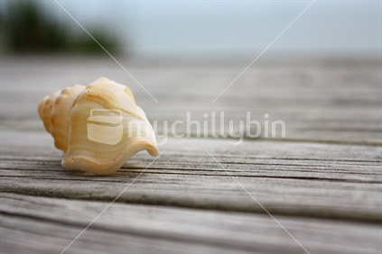 Shell on deck of Pukehina beach house.