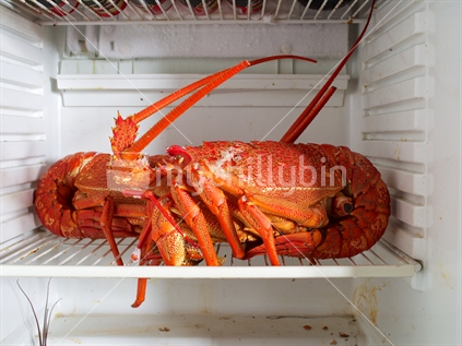 Two large cooked Chatham Islands crayfish in a fridge