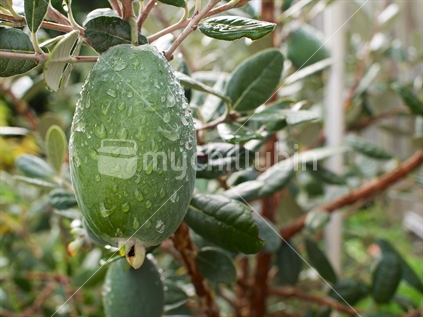 A ripening feijoa fruit with raindrops in a home garden