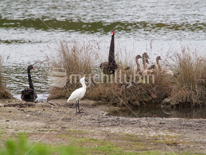 Royal spoonbill and a black swan family by a lagoon in Hawke's Bay, New Zealand