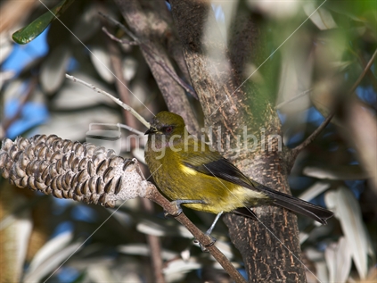 A native bellbird (korimako) in a banksia tree in New Zealand