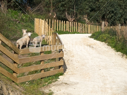 Inquisitive neighbours beside a new lime-sand cycleway or walkway in Hawke's Bay, New Zealand