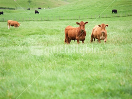 Two steers in a lush paddock in Hawke's Bay