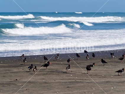 Oystercatchers on the beach at Port Waikato