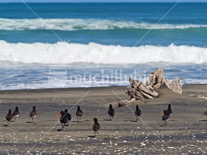 Oystercatchers on the beach at Port Waikato