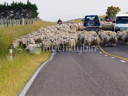 Sheep, farmers, school bus and SUV vehicle on a rural road