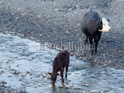 Cattle with uncontrolled access to a waterway