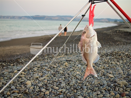 Half metre snapper caught on a Hawke's Bay beach