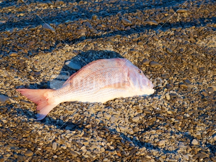 10.5 kilogram snapper caught on a Hawke's Bay beach at sunrise