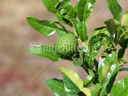 Kaffir lime tree with fruit