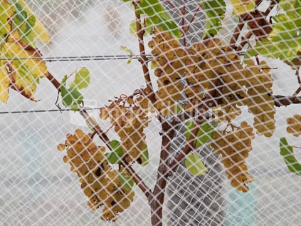 Ripening white wine grapes protected by bird netting