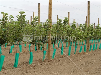 New apple trees with irrigation planted in Hawke's Bay